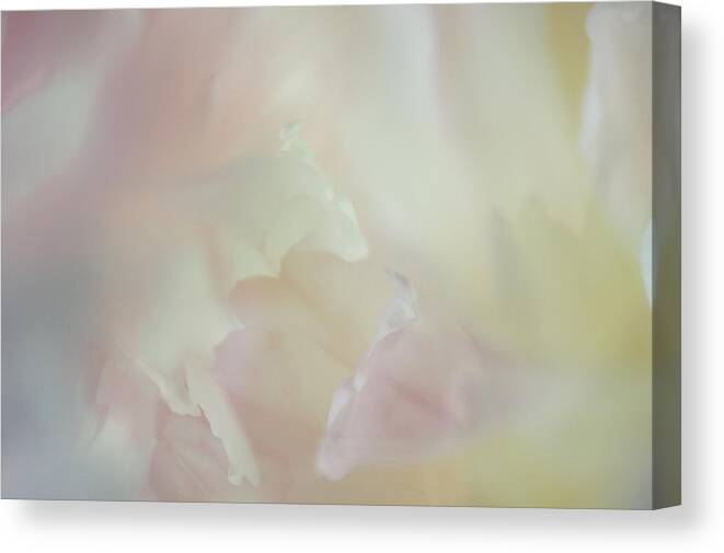 Peony Canvas Print featuring the photograph The temptress by Jeff Burgess