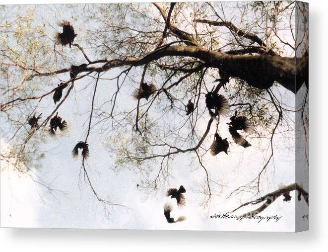 Collinsville Canvas Print featuring the photograph The Winged Tree by Vicki Ferrari