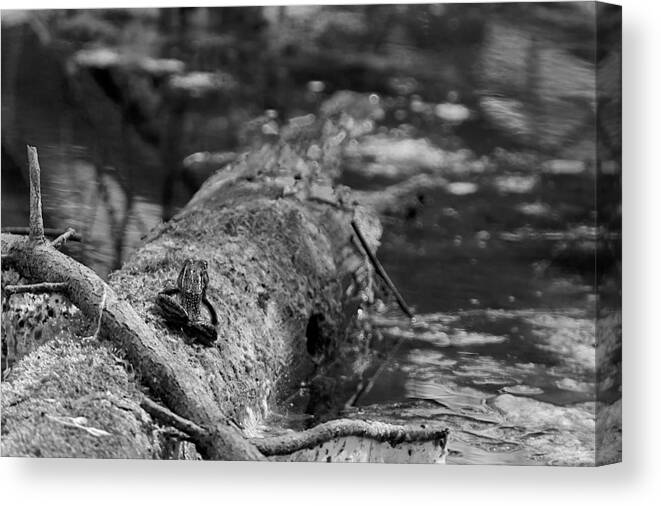 Usa Canvas Print featuring the photograph There is a Frog On the Log by LeeAnn McLaneGoetz McLaneGoetzStudioLLCcom
