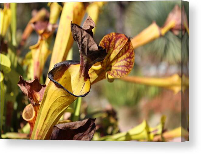 Botanical Gardens Canvas Print featuring the photograph Theriot by Raquel Amaral