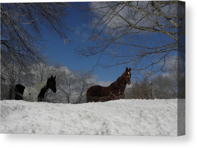 Horse Canvas Print featuring the photograph They look just as puzzled as I was by all the white stuff by Kim Galluzzo
