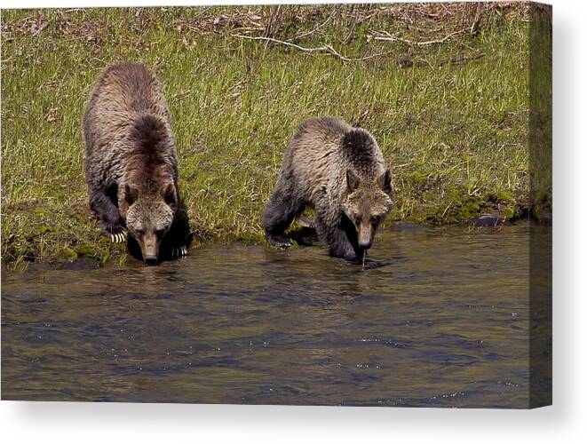 Bears Canvas Print featuring the photograph Thirsty Grizzlies by J L Woody Wooden
