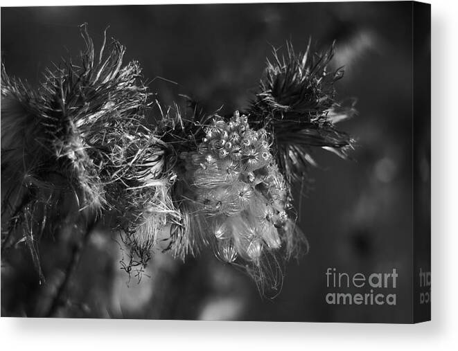 Cirsium Canvas Print featuring the photograph Thistle Seeds by Dariusz Gudowicz