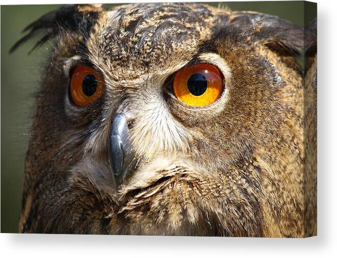 Owl Canvas Print featuring the photograph Those Eyes by Paulette Thomas