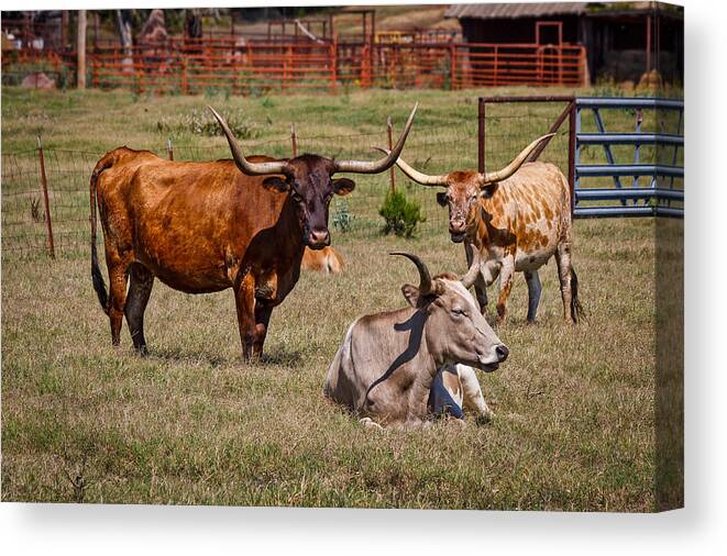 Afternoon Canvas Print featuring the photograph Three Amigos by Doug Long