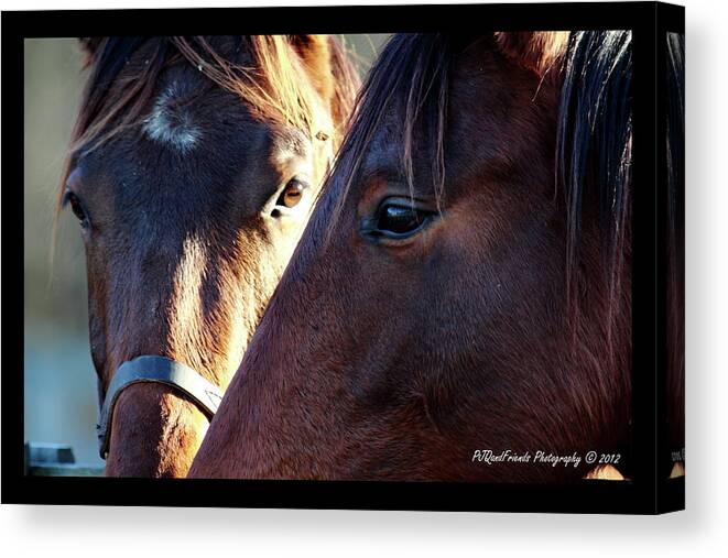  Canvas Print featuring the photograph 'Three Horse Eyes' by PJQandFriends Photography