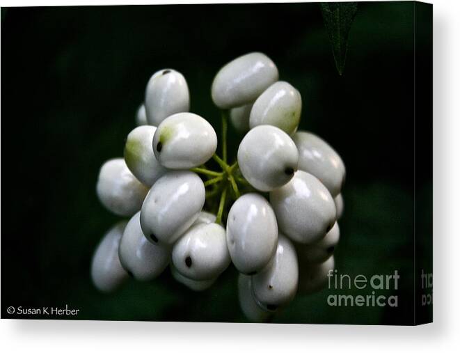 Outdoors Canvas Print featuring the photograph Tic Tac's On A Stem by Susan Herber
