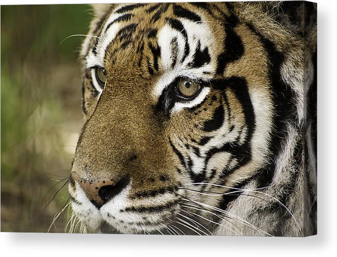 Tiger Canvas Print featuring the photograph Tiger Face by Melany Sarafis