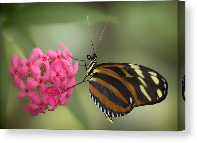 Butterfly Canvas Print featuring the photograph Tiger Longwing on Flower by Bill and Linda Tiepelman
