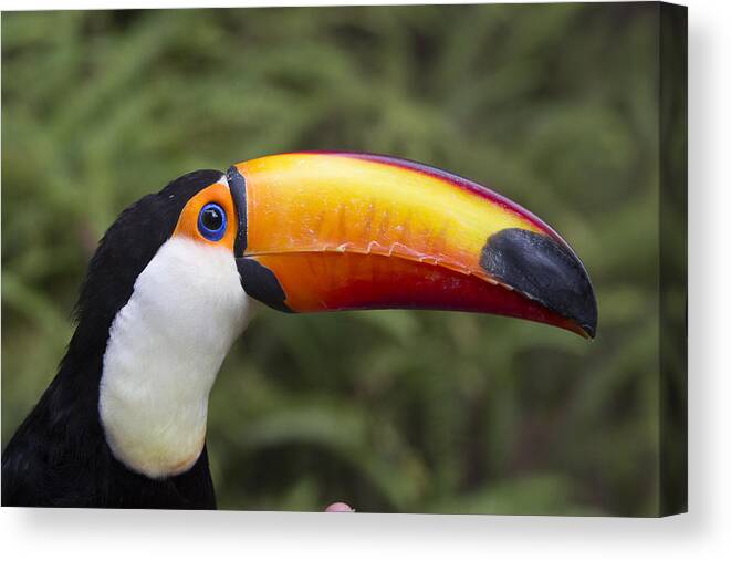 Mp Canvas Print featuring the photograph Toco Toucan Ramphastos Toco, Native by Zssd
