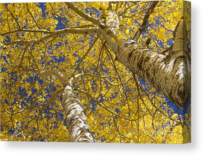 Aspens Canvas Print featuring the photograph Towering Autumn Aspens with Deep Blue Sky by James BO Insogna