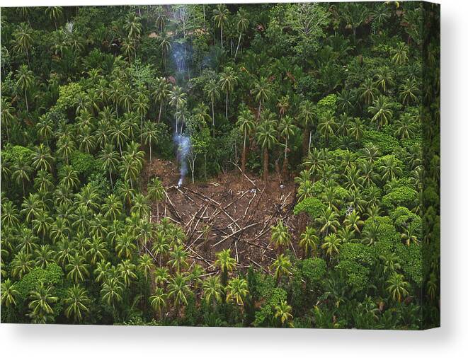 Mp Canvas Print featuring the photograph Traditional Slash And Burn Clearcut by Gerry Ellis