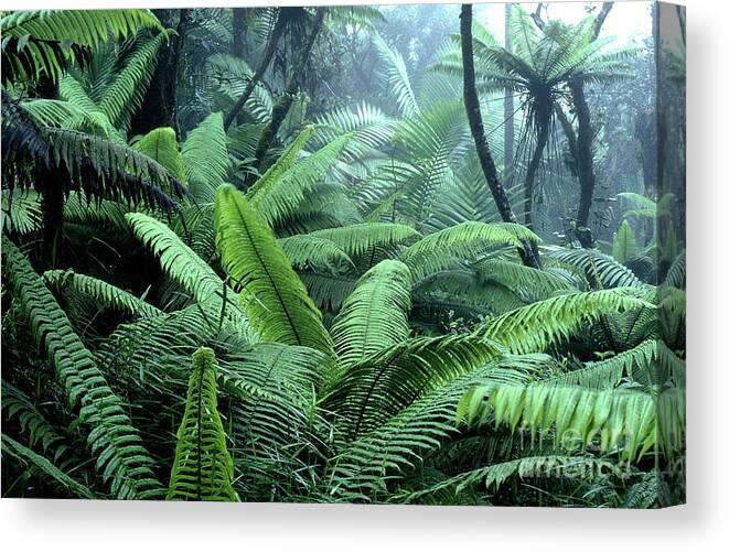 Puerto Rico Canvas Print featuring the photograph Tree Ferns El Yunque National Forest by Thomas R Fletcher