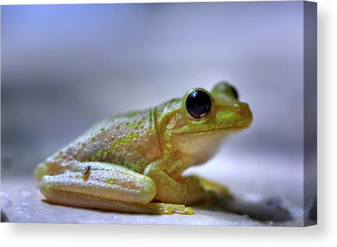 Frog Canvas Print featuring the photograph Tree Frog by Nick Shirghio