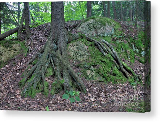 Pine Canvas Print featuring the photograph Tree Growing Over A Rock by Ted Kinsman