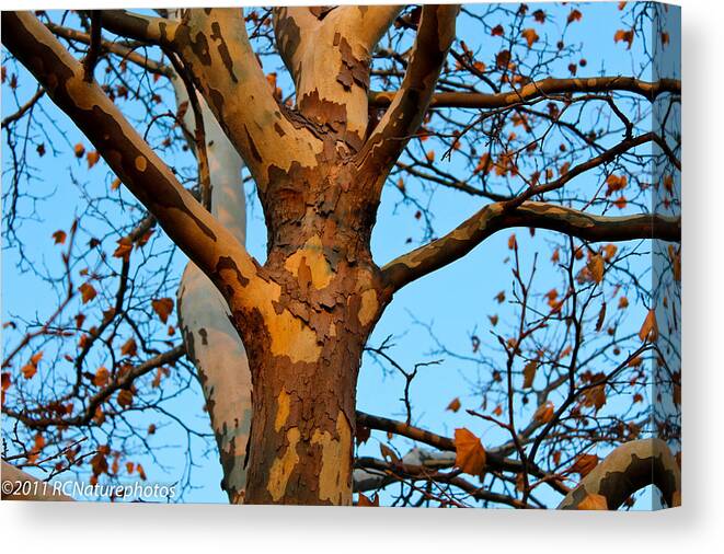 Tree In Late Autumn Canvas Print featuring the photograph Tree in Camo by Rachel Cohen