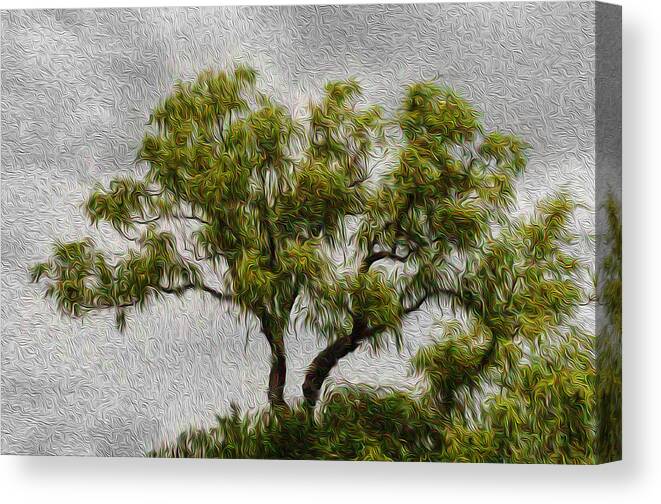 Tree Canvas Print featuring the photograph Tree in the Wind by Celso Bressan
