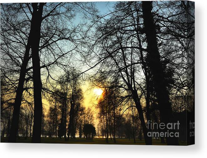 Tree Canvas Print featuring the photograph Trees and sun in a foggy day by Mats Silvan