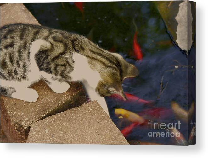 Animal Canvas Print featuring the photograph Trying To Catch The Fish by Donna Brown