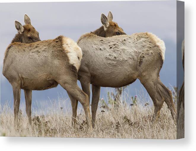 00499812 Canvas Print featuring the photograph Tule Elk Females Grooming Point Reyes by Sebastian Kennerknecht