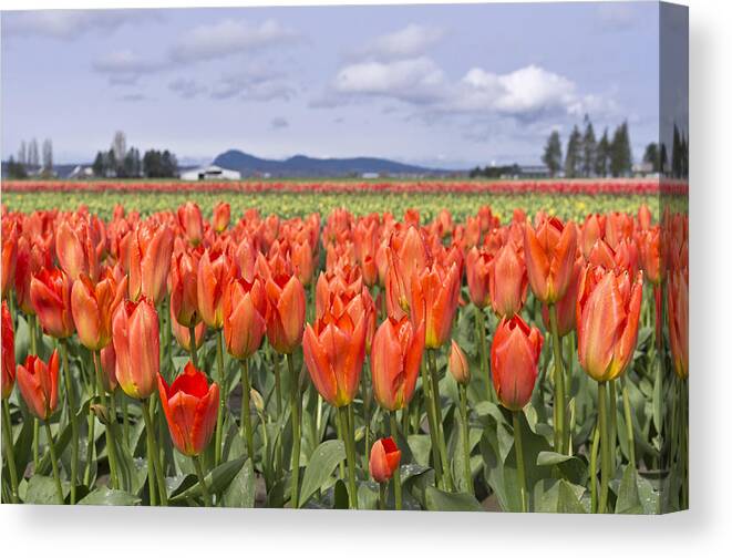 Tulip Canvas Print featuring the photograph Tulips by Priya Ghose