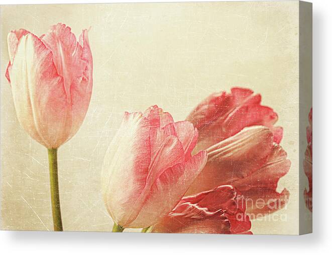 Abstract Canvas Print featuring the photograph Tulips with old vintage feeling by Sandra Cunningham