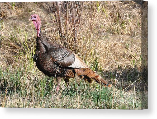 Turkey Canvas Print featuring the photograph Turkey in the Straw by Dorrene BrownButterfield