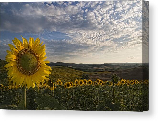 Tuscany Canvas Print featuring the photograph Tuscany Sunflowers by Marco Vegni