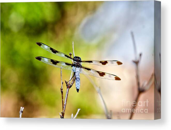 Twelve Spot Skimmer Dragonfly Canvas Print featuring the photograph Twelve-spotted Skimmer Dragonfly 4 by Betty LaRue