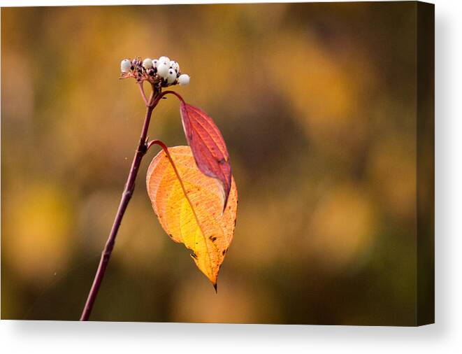 Fall Canvas Print featuring the photograph Two Leaves Left On the Right by Bill Pevlor