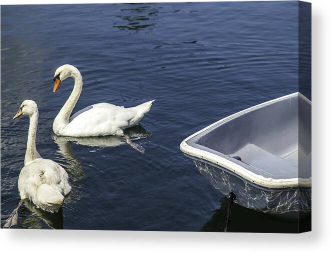 Swan Canvas Print featuring the photograph Two Swans A Swimming by Kate Hannon