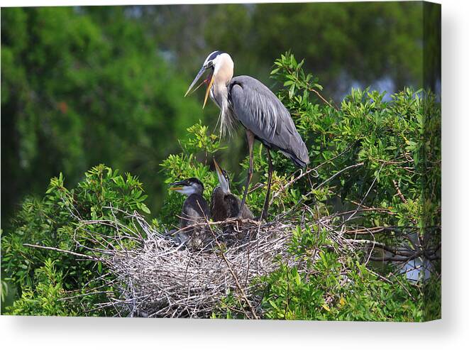 Birds Canvas Print featuring the photograph Under Mother's Shadow by Shari Jardina