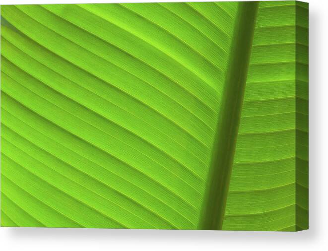 Abstract Canvas Print featuring the photograph Vibrant Palm Lines by Joe Carini - Printscapes