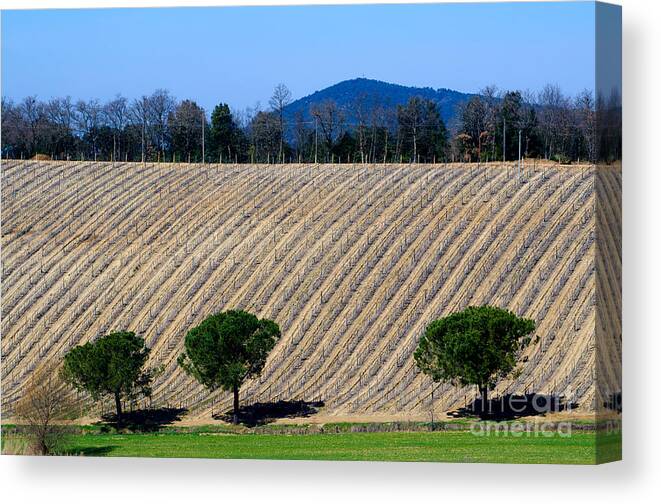 Vineyard Canvas Print featuring the photograph Vineyard on a hill with trees by Mats Silvan