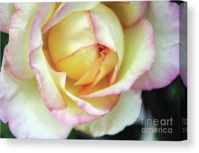 Flora Canvas Print featuring the photograph Virgin Beauty by Alycia Christine