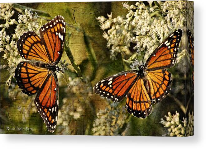 Viceroy Butterflies Canvas Print featuring the photograph Vision of Viceroys by Bonnie Barry