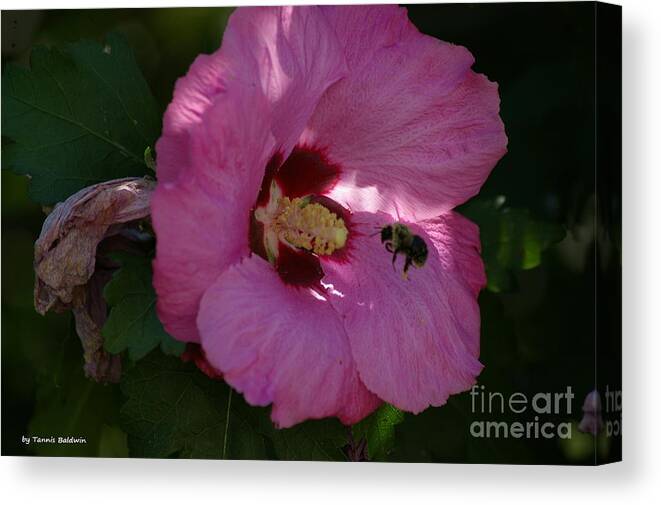 Flower Canvas Print featuring the photograph Visiting Bee by Tannis Baldwin