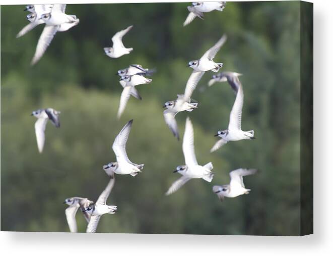 Wading Canvas Print featuring the photograph Wading Birds in Flight by Douglas Barnard