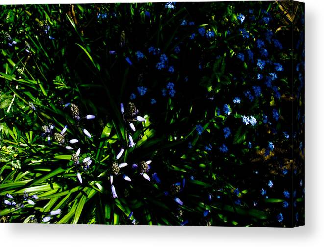 Grass Canvas Print featuring the photograph Wading Into The Shade by Travis Crockart