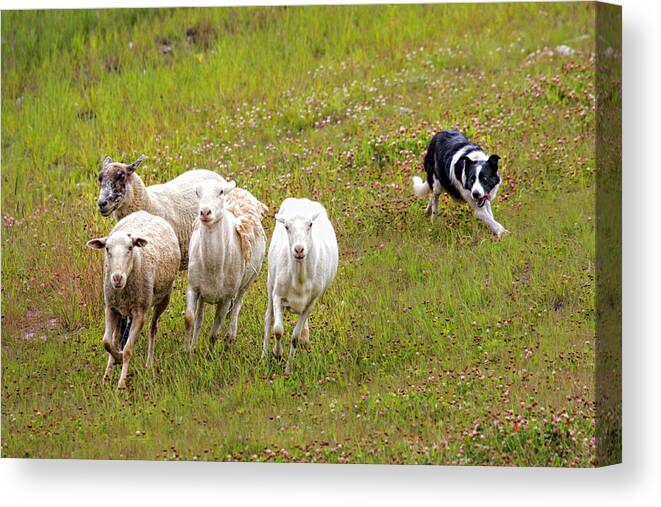 Border Canvas Print featuring the photograph Wait... not that way by Fred J Lord