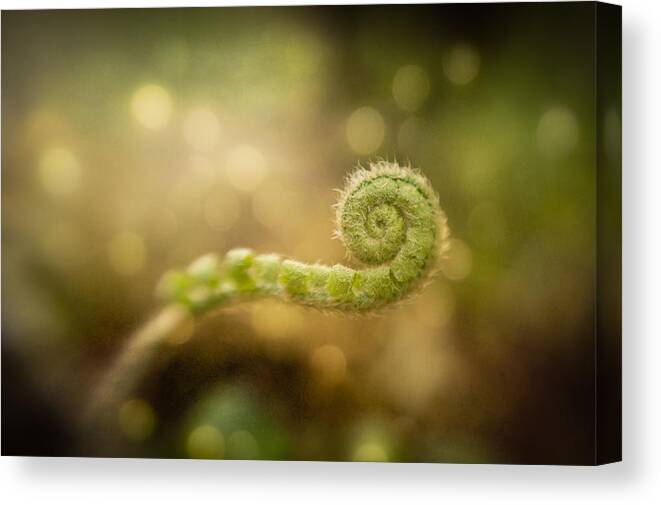 Spring Canvas Print featuring the photograph Waiting to Unwind by Joye Ardyn Durham