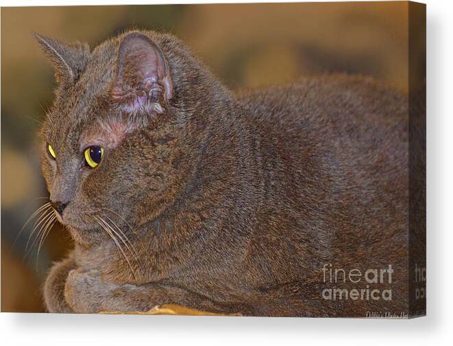 Animals Canvas Print featuring the photograph Warm Kitty by Debbie Portwood