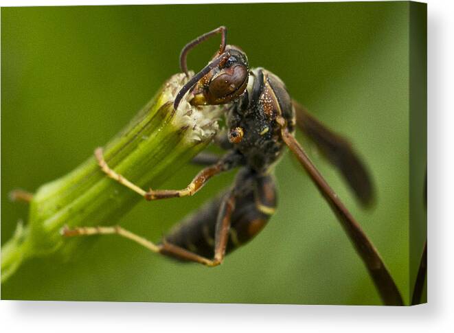 Wasp Canvas Print featuring the photograph Wasp Eating by Dean Bennett