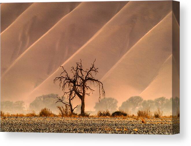 Africa Canvas Print featuring the photograph Wave tree by Alistair Lyne