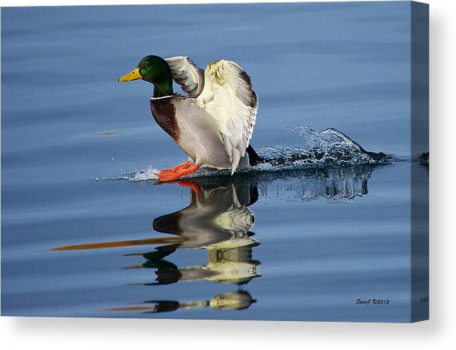 Mallard Canvas Print featuring the photograph We Have Touchdown by Stephen Johnson
