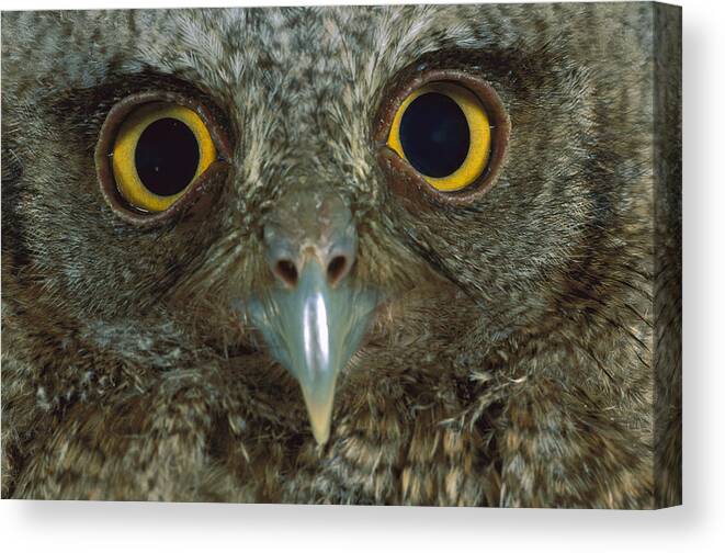 00760060 Canvas Print featuring the photograph Western Screech Owl Otus Kennicottii by Christian Ziegler