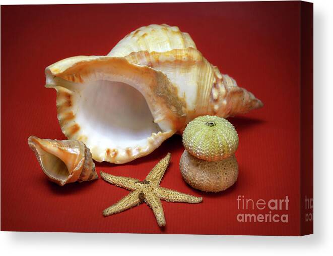 Animal Canvas Print featuring the photograph Whelks by Carlos Caetano