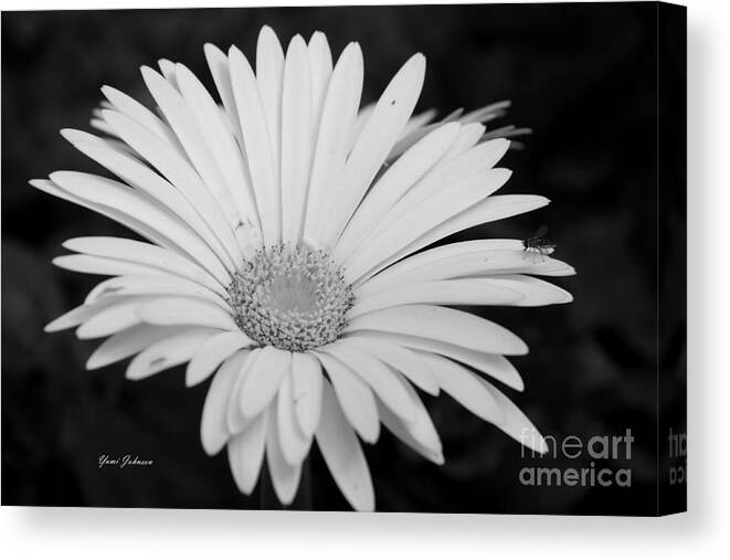 White Flowers Canvas Print featuring the photograph White Gerbera daisy by Yumi Johnson