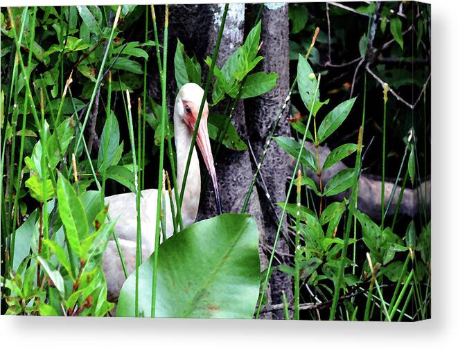 American White Ibis Canvas Print featuring the photograph White ibis at the Everglades by Pravine Chester