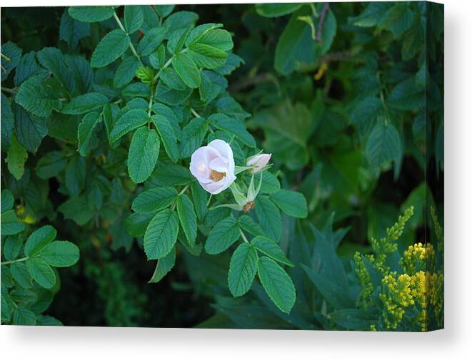 Flower Canvas Print featuring the photograph White Morning by Eli Liakas